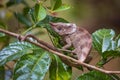 Nosy chameleon Royalty Free Stock Photo