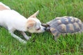 Nosy chihuahua puppy sniffs a turtle