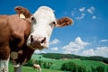 Nosy Cow Royalty Free Stock Photo