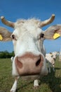 Nosy cow Royalty Free Stock Photo