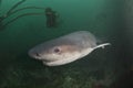 Nosy cow shark Royalty Free Stock Photo