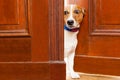 Nosy dog at the door Royalty Free Stock Photo