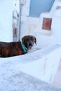Nosy Dog in Santorini walking in the old buildings. Royalty Free Stock Photo