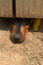 Nosy Dog Royalty Free Stock Photo