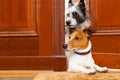 Nosy dogs at the door Royalty Free Stock Photo