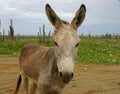 Nosy donkey