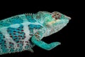 Nosy Faly panther chameleon on a black background Royalty Free Stock Photo