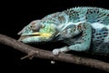 Nosy Faly panther chameleon licking a branch on a black background Royalty Free Stock Photo