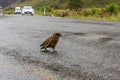 Nosy Kea parrot walking on Milford Sound highway, New Zealand