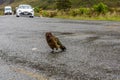 Nosy Kea parrot walking on Milford Sound highway, New Zealand Royalty Free Stock Photo