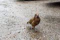 Nosy Kea parrot walking on Milford Sound highway, New Zealand