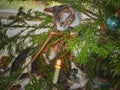 Nosy little cat in a Christmastree playing with Christmas decoration