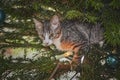 Nosy little cat in a Christmastree playing with Christmas decoration