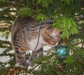 Nosy little cat in a Christmastree playing with Christmas decoration