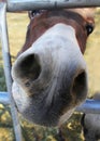Nosy Mule Royalty Free Stock Photo