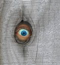 Nosy neighbour spy hole fence spying surveillance peeking peeping tom eye watching watch looking secret hide seek