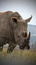 Nosy rhino Royalty Free Stock Photo