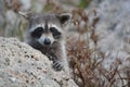 Nosy river raccoon spying