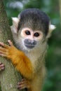 Nosy squirrel monkey Royalty Free Stock Photo