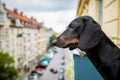 Nosy watching dog from balcony