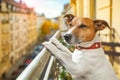 Nosy watching dog Royalty Free Stock Photo