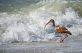 Not Afraid of the Waves