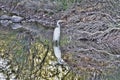 Not Afraid of You - egret abstract nature - Royalty Free Stock Photo