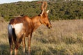 Not Again - Red Harte-beest - Alcelaphus buselaphus caama