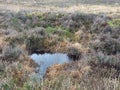 Marshy Area on Canford Heath Dorset in January