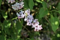 A branch of lilac in the struggle for his life and the whole plant Royalty Free Stock Photo