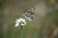 Butterfly of Iran Assorted Nectaring Plants