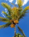 Not all palm trees have coconuts ...