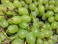 Not all vines bear fruit for vinification: even table grapes are very popular. One grape leads to another, you know! A thin but cr Royalty Free Stock Photo