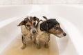 Dirty dogs ready for washing Royalty Free Stock Photo