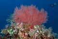 Not big bright branched gorgonaria Aqabaria splendens . Underwater photography