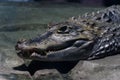 Not big nile crocodile close-up. Wild animal