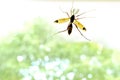 not blood-sucking insect, Centipedes, large Mosquito centipede on window glass inside the room, blurry trees outside, feeding on Royalty Free Stock Photo