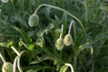 Not blooming poppy. Decorative poppy.