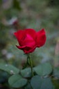 Not blooming red rose in the green garden