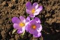 Not blooming three purple crocus Royalty Free Stock Photo
