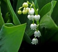 Not yet blossomed buds lilies of the valley, macro, narrow focus area