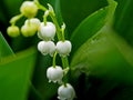 Not yet blossomed buds lilies of the valley, macro, narrow focus area