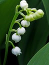 Not yet blossomed buds lilies of the valley, macro, narrow focus area