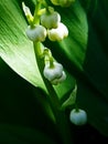 Not yet blossomed buds lilies of the valley, narrow focus area