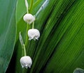 Not yet blossomed buds lilies of the valley, narrow focus area