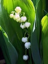 Not yet blossomed buds lilies of the valley, narrow focus area