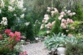 Garden with hydrangeas. Fragment.