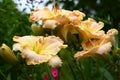 Grade hemerocallis Singular Sensation.