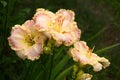 Hemerocallis Singular Sensation. Royalty Free Stock Photo