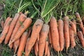 Not cleaned of leaves and soil crop of carrots